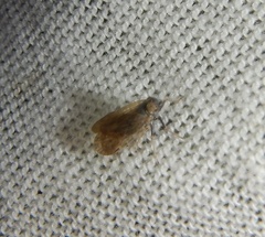 Pentastiridius