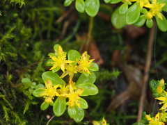 Sedum makinoi