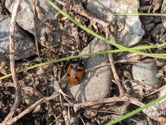 Hippodamia quinquesignata