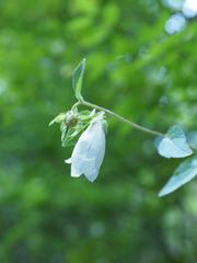 Campanula punctata punctata