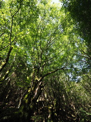 Acer pictum savatieri