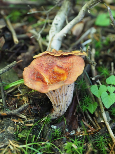 Turbinellus floccosus