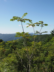 Toxicodendron trichocarpum