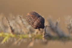 Psacasta exanthematica