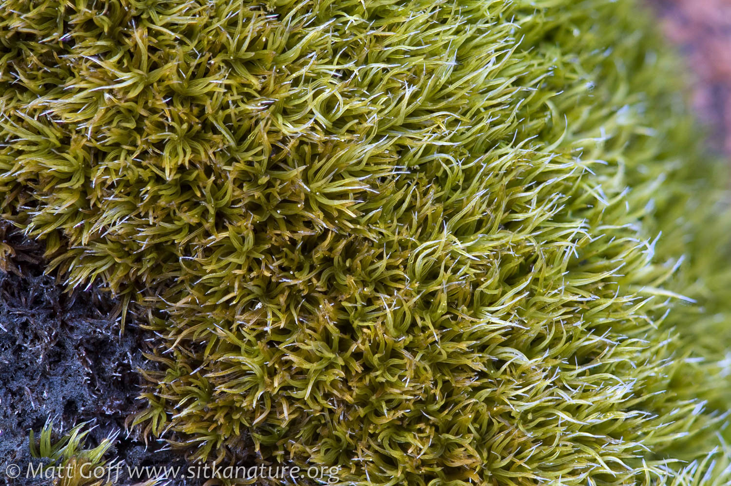 Grimmia attenuata