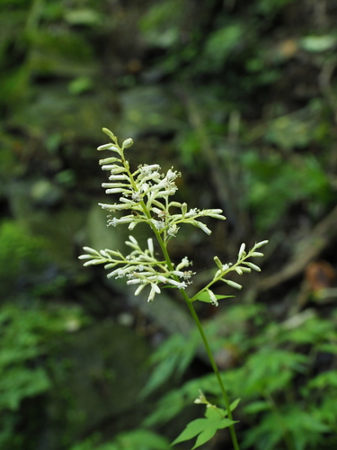 Japonicalia tebakoensis observed 2021-08-10