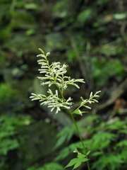 Japonicalia tebakoensis
