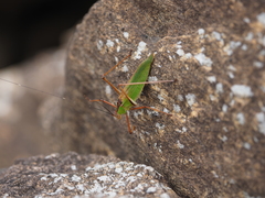 Shirakisotima japonica