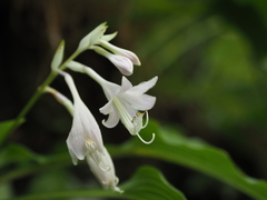 Hosta longipes longipes