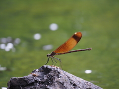 Calopteryx cornelia