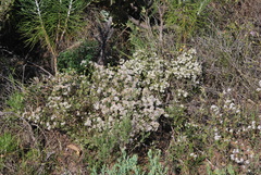 Agathosma trichocarpa