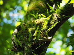 Polypodiodes niponica