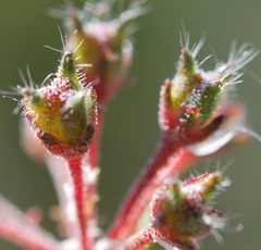 Agathosma trichocarpa