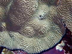 Leptoria phrygia