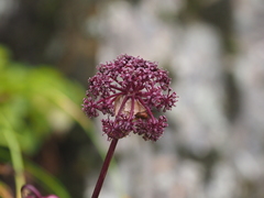 Angelica cryptotaeniifolia
