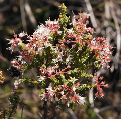 Agathosma trichocarpa