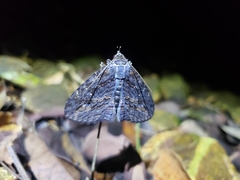 Anisoneura salebrosa