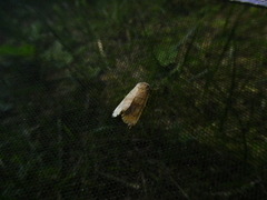 Cosmia trapezina
