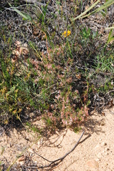 Agathosma trichocarpa