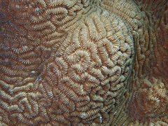 Leptoria phrygia