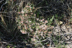 Agathosma trichocarpa