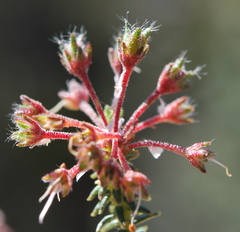 Agathosma trichocarpa