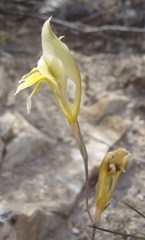 Gladiolus permeabilis permeabilis