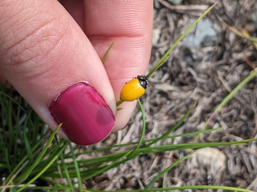 American Five-spotted Lady Beetle (Hippodamia quinquesignata), a species recorded in Alaska