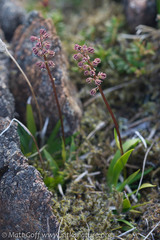Tofieldia coccinea