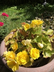 Begonia × tuberhybrida