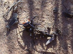 Latrodectus renivulvatus
