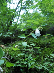Campanula punctata punctata
