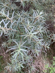 Hippophae