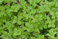 Galium kamtschaticum