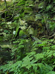 Japonicalia tebakoensis