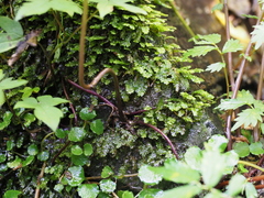 Japonicalia tebakoensis