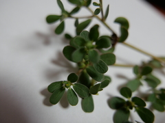 Portulaca oleracea