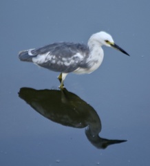 Egretta caerulea × thula