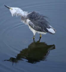 Egretta caerulea × thula