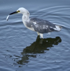 Egretta caerulea × thula