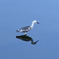 Egretta caerulea × thula