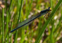 Pseudagrion caffrum