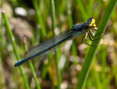 Pseudagrion caffrum