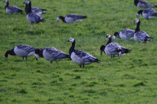 Barnacla cariblanca (Branta leucopsis)