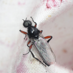 Bibio pomonae