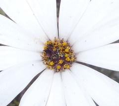 Dimorphotheca montana