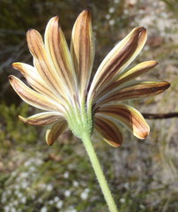 Dimorphotheca montana