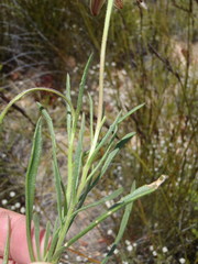 Dimorphotheca montana