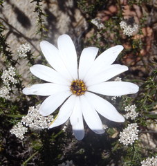 Dimorphotheca montana