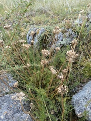 Ferulopsis hystrix